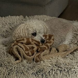 Meet your Posher, Denise